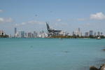 dog swimming (backdrop: downtown Miami)