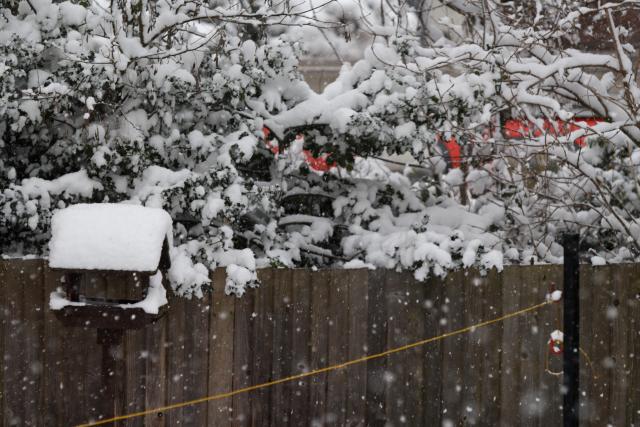 Snow in the garden