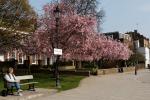 Cherry blossom in Furnival Gardens